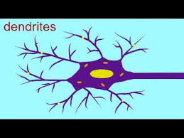 New research: psychedelics and neurogenesis